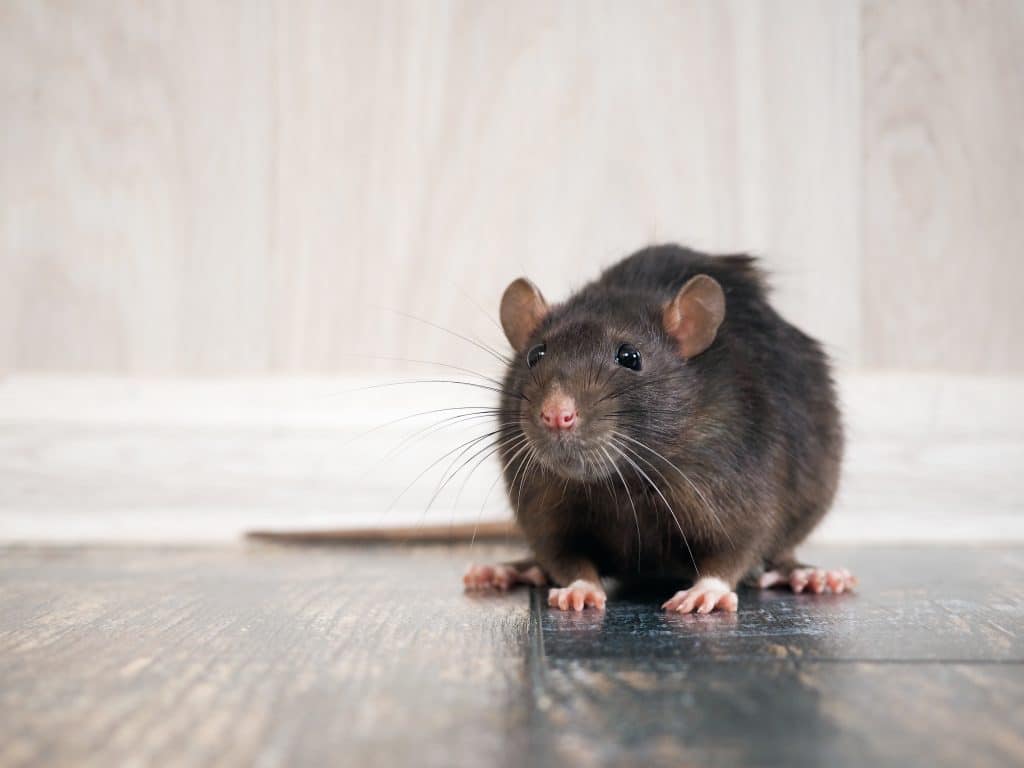 rats et souris cet ingrédient à 20 centimes que tout le monde a chez soi est un répulsif naturel super efficace