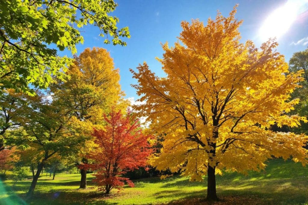 Liste des arbres à croissance rapide