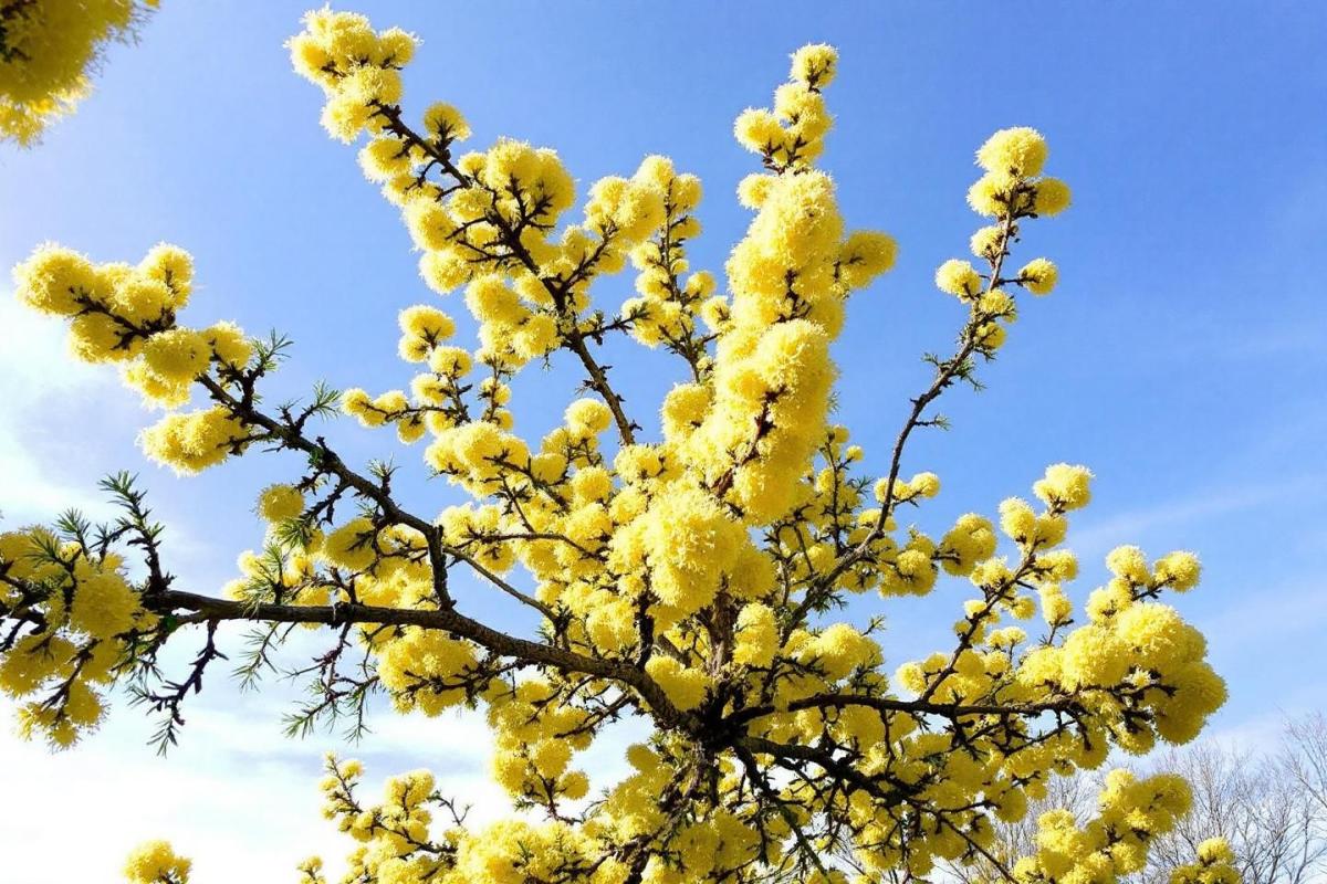 Liste des arbres à croissance rapide