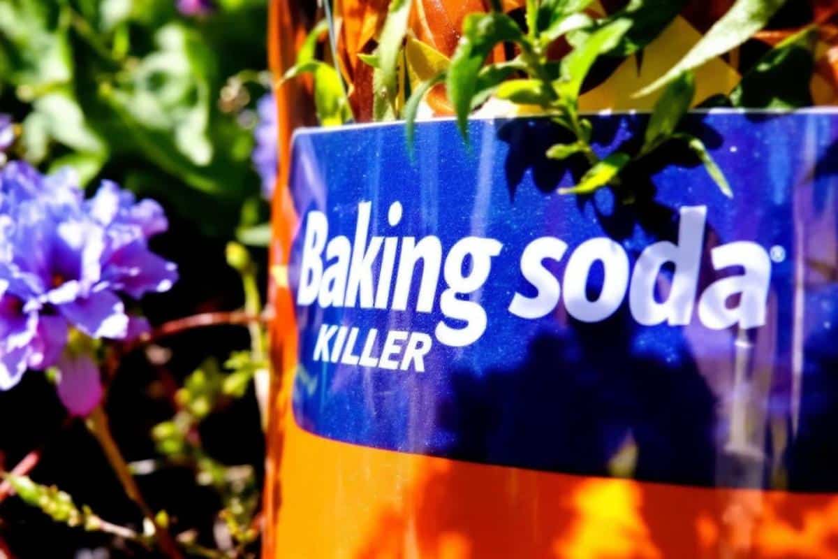 Désherbant naturel qui tue les racines