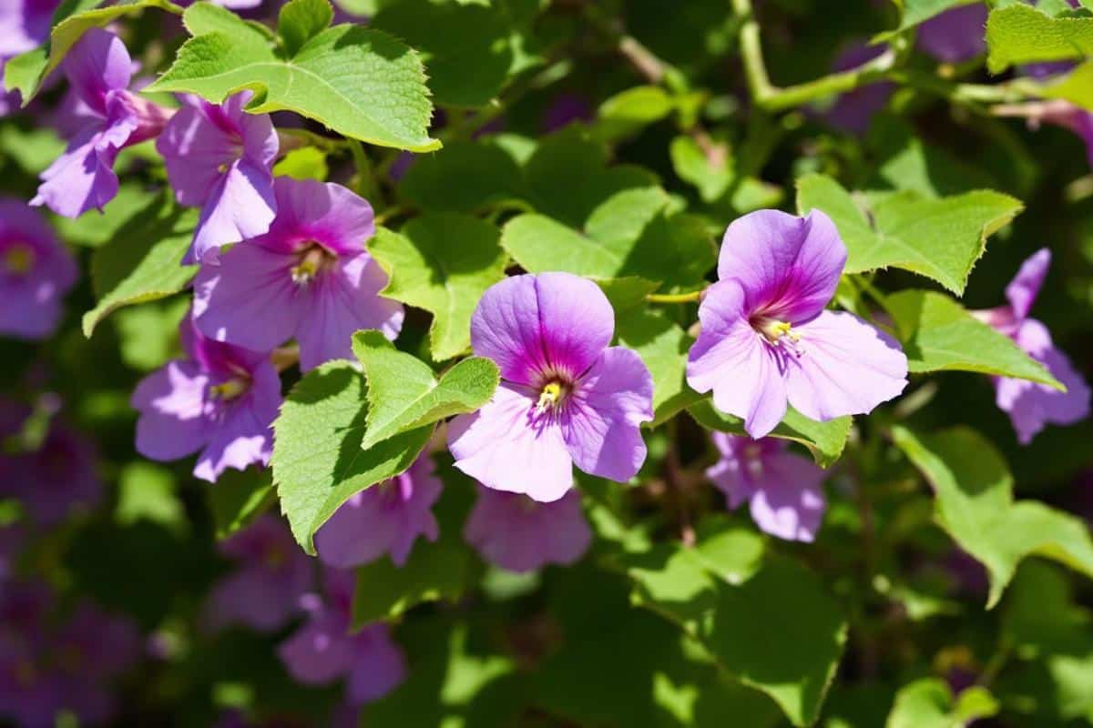 Quels sont les inconvénients de l’Arbre de Judée ?
