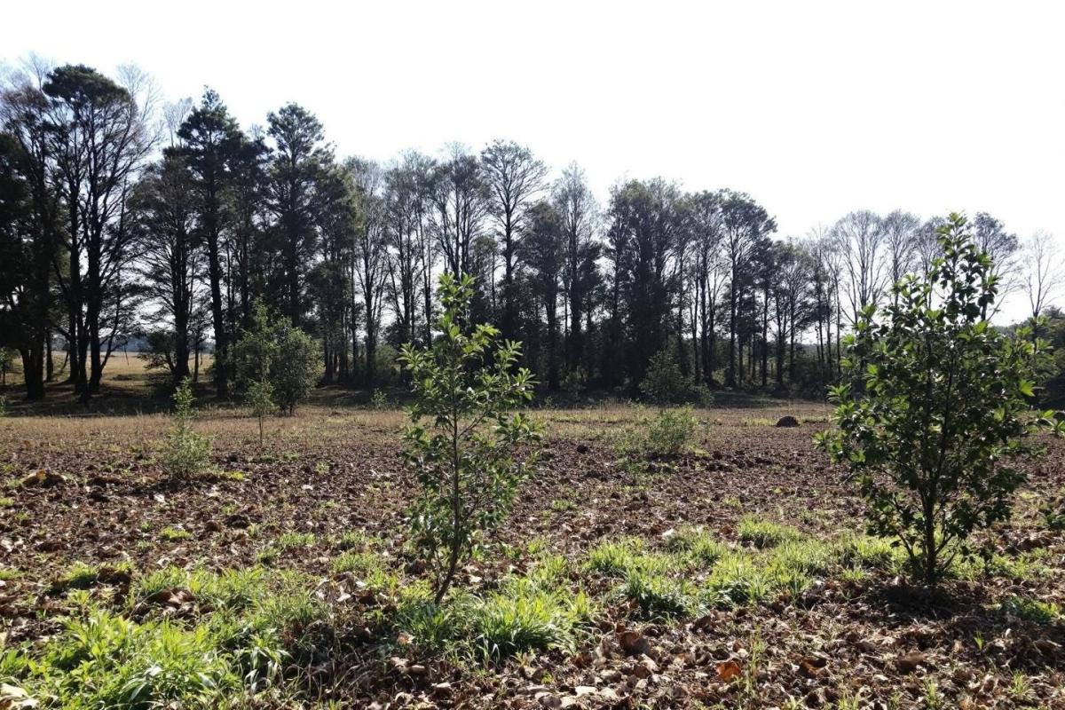 Recette de grand-mère pour tuer les mauvaises herbes