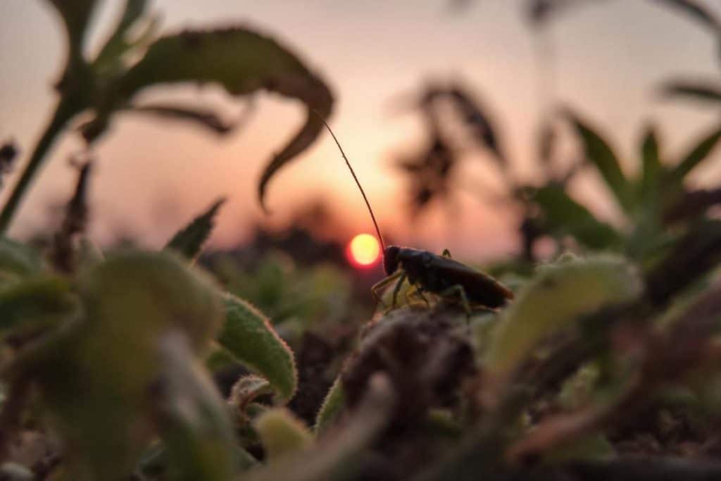 Cafard de jardin : comment s'en débarrasser ?