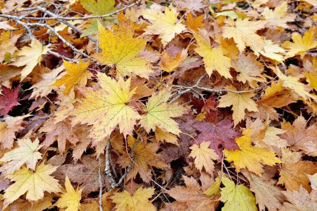 Olivier qui perd ses feuilles : causes et solutions